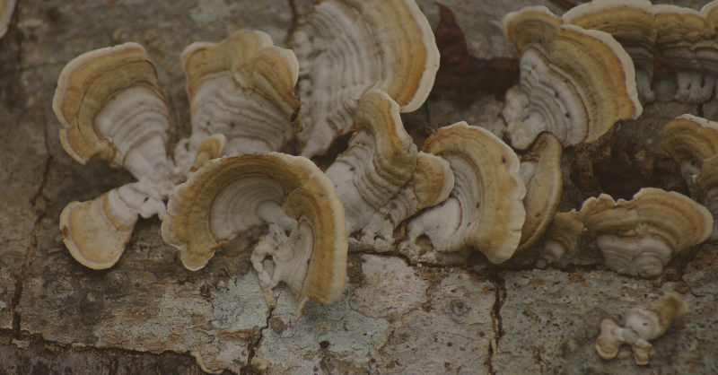 Preserve Northeast Texas fights to stop proposed Marvin Nichols Reservoir