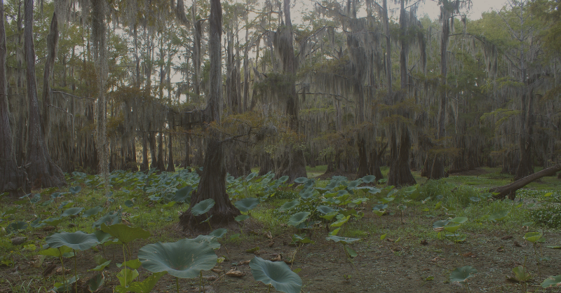 More Than 1,000 Texans Sign Petition To Stop Marvin Nichols