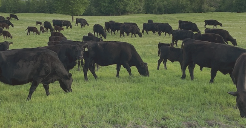 Efforts underway to provide alternatives to proposed Marvin Nichols